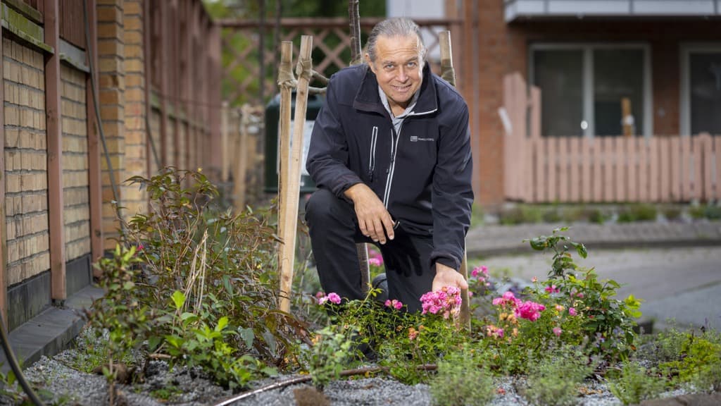En man planterar rosa blommor i rabatt.
