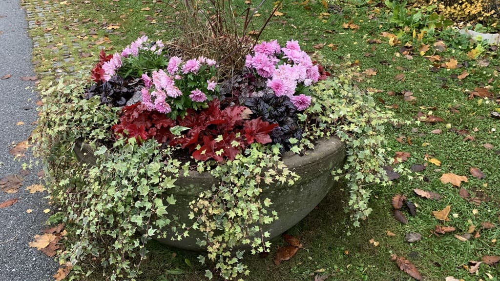 En urna med rosa, röda och gröna växter på en gräsyta bredvid en väg.