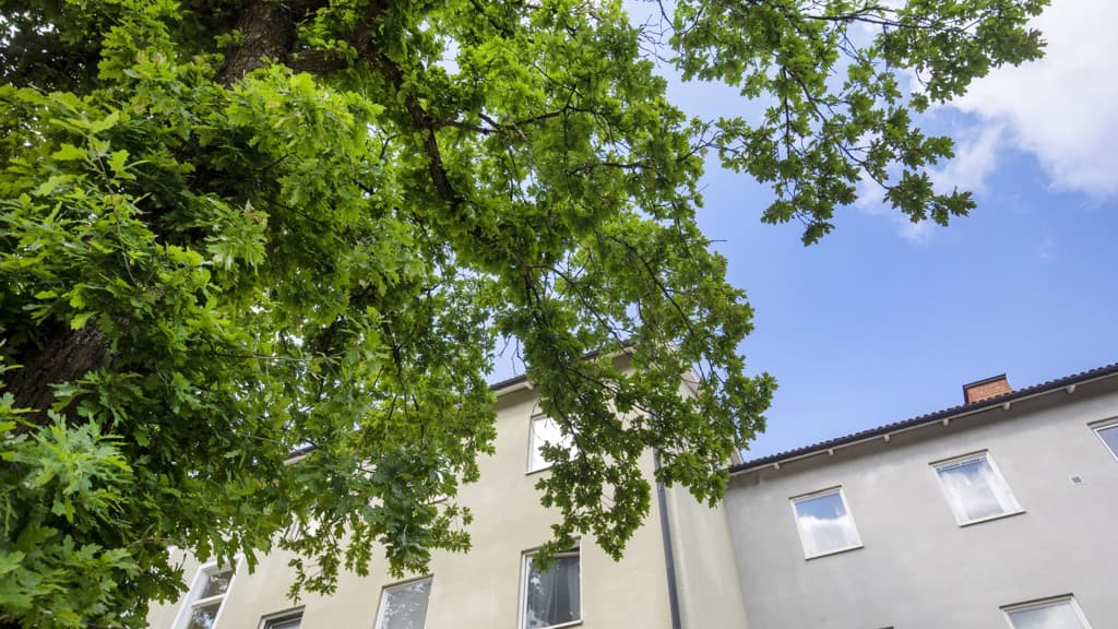 En hög byggnad som står bredvid ett grönskande träd.