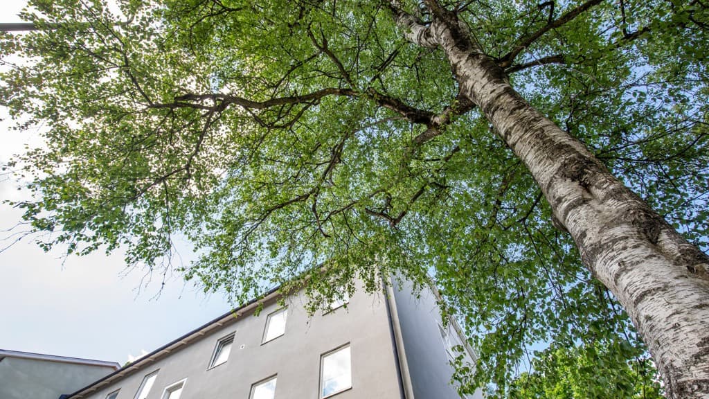 Träd framför hus i ljus fasad.