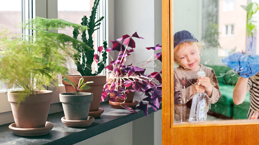 Blommor p&aring; en f&ouml;nsterkarm, ett barn tv&auml;ttar f&ouml;nster tillsammans med f&ouml;r&auml;lder 